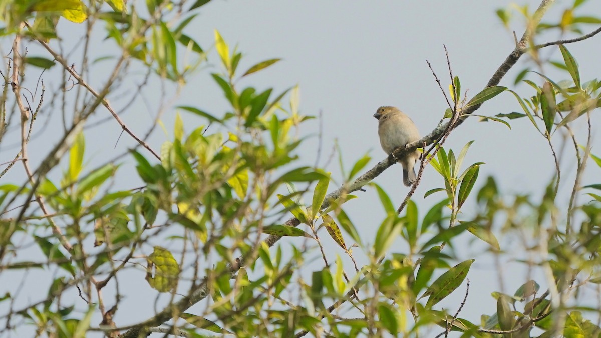 Variable Seedeater - ML641294911