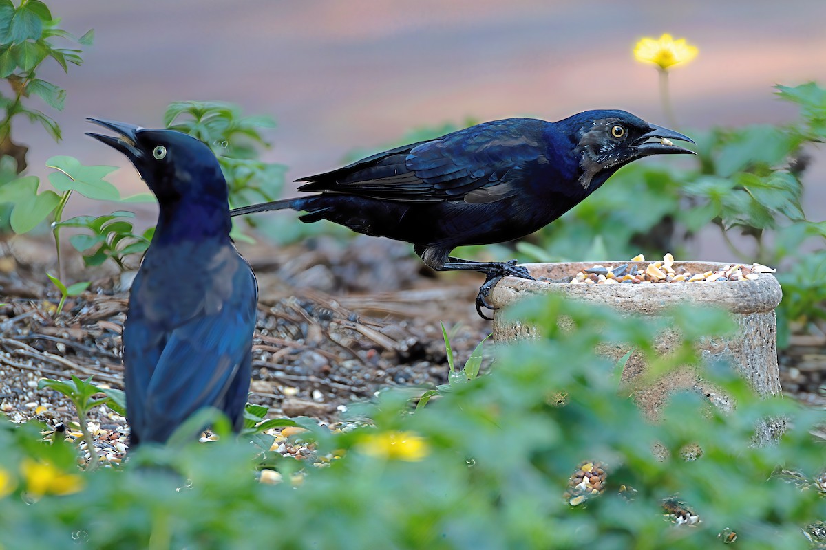 Common Grackle - ML641294920