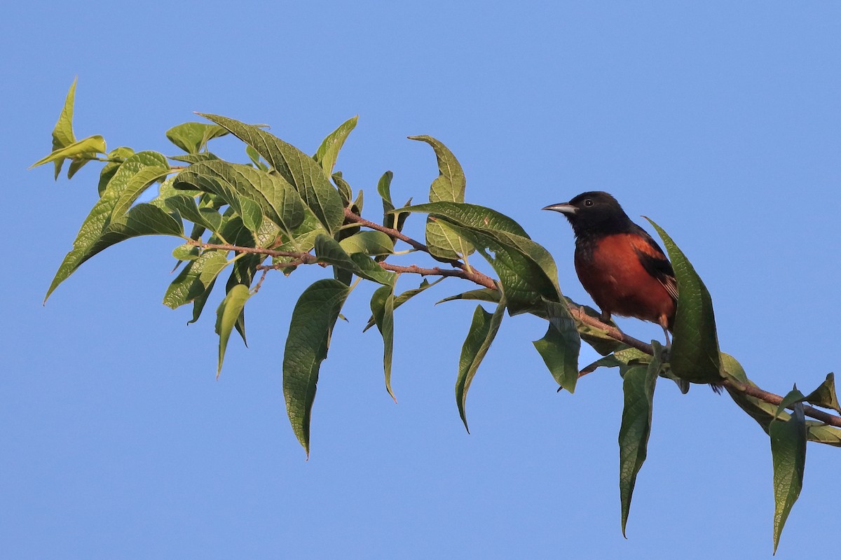 Orchard Oriole - ML641294944