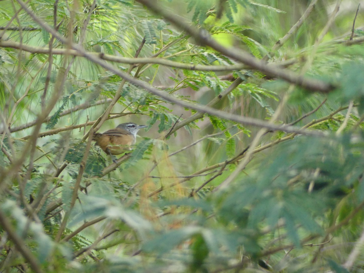 Isthmian Wren - ML641294955