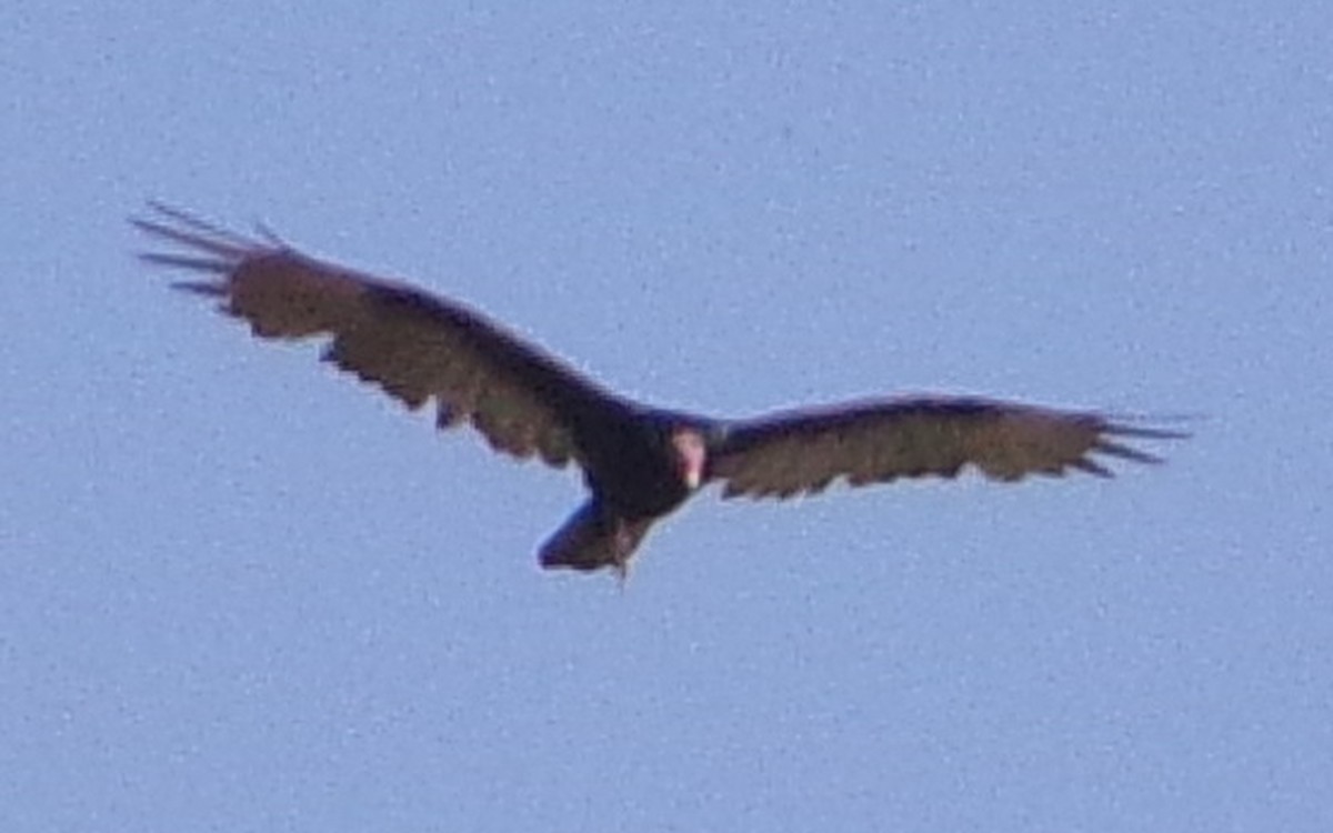 kalkunkondor - ML641294958