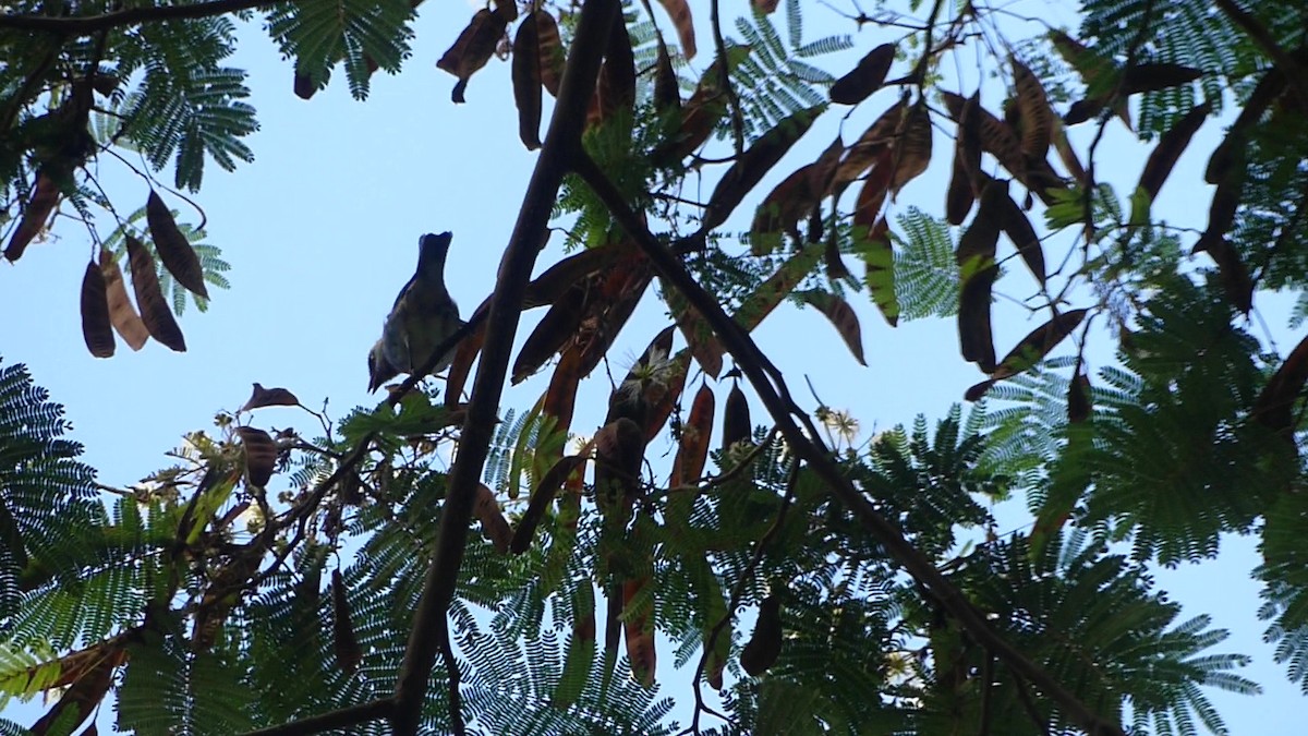 Golden-hooded Tanager - ML641294968