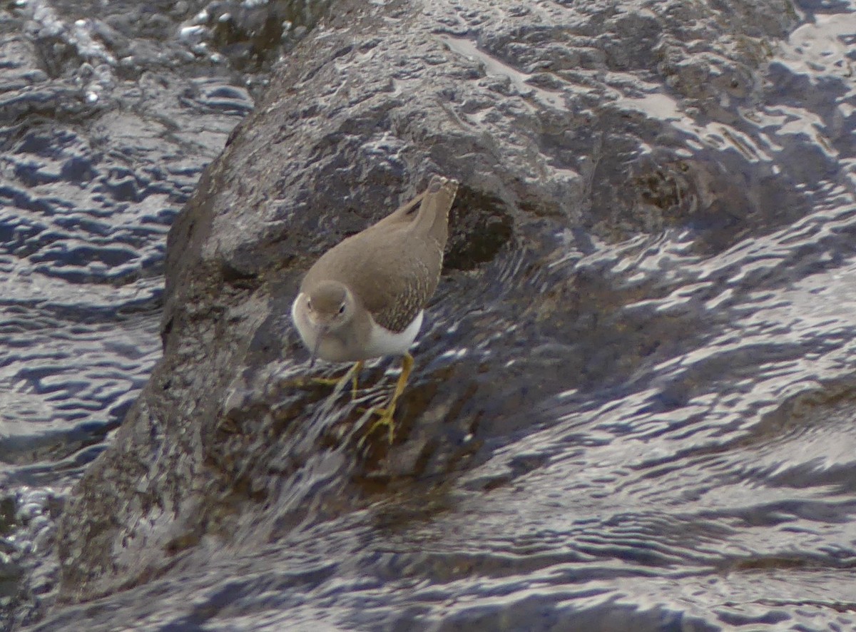 Solitary Sandpiper - ML641294980