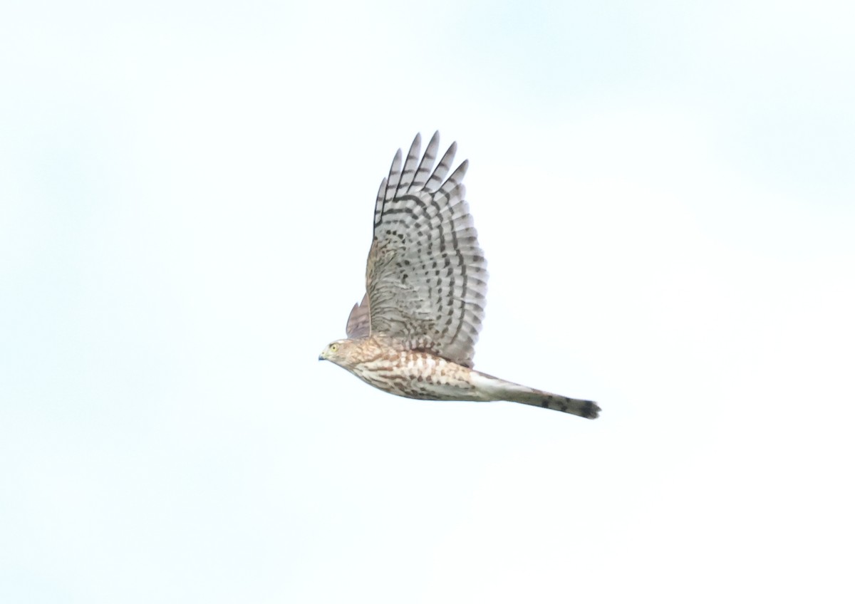 Sharp-shinned Hawk - ML641294988