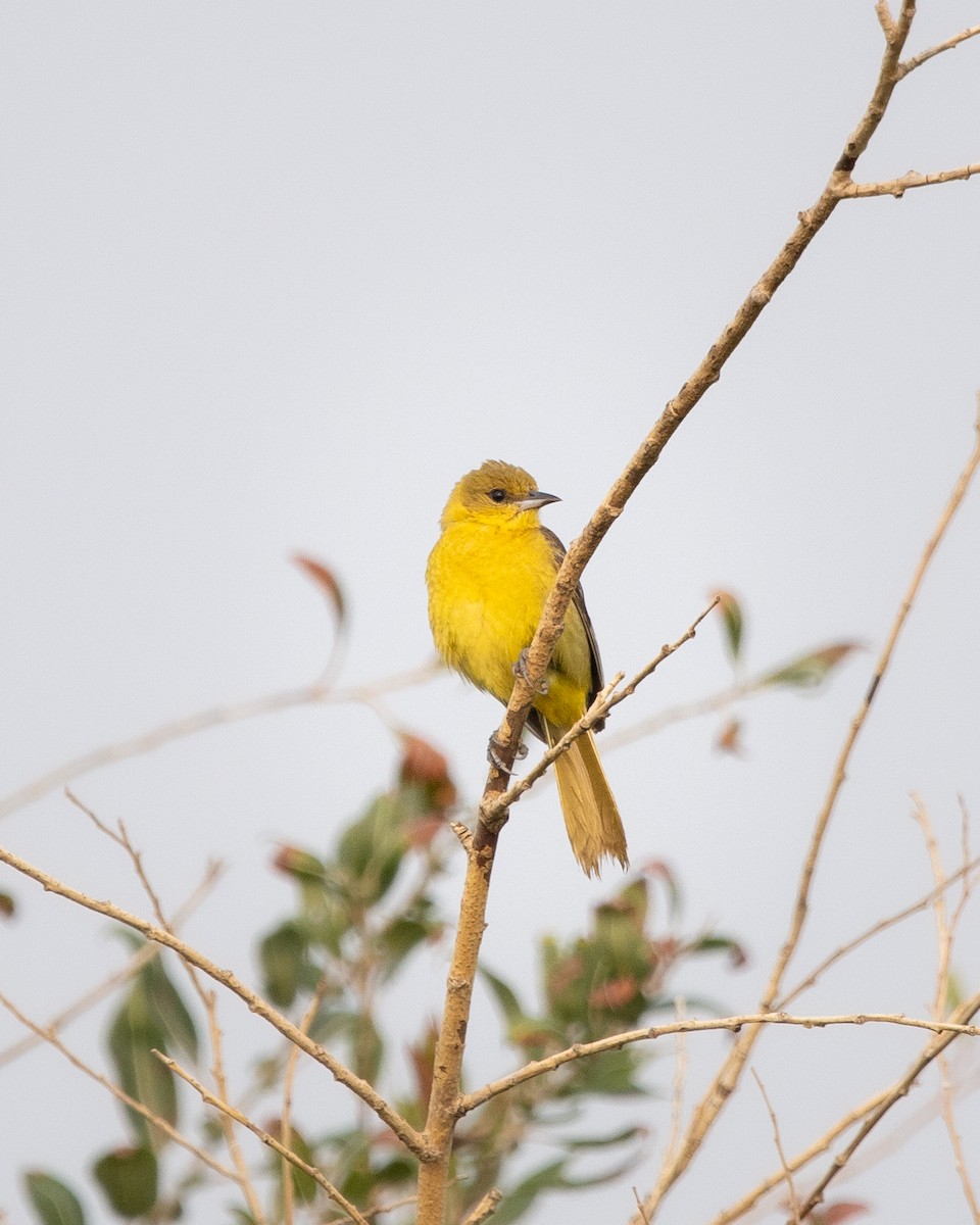 Orchard Oriole - ML641294996