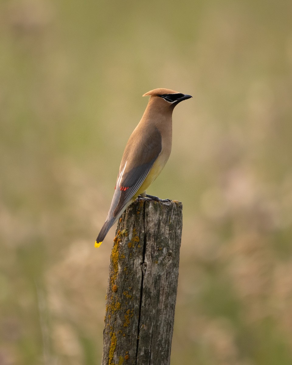Cedar Waxwing - ML641295014