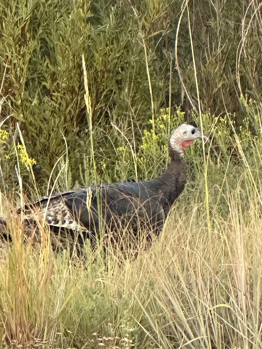 Wild Turkey - ML641295016