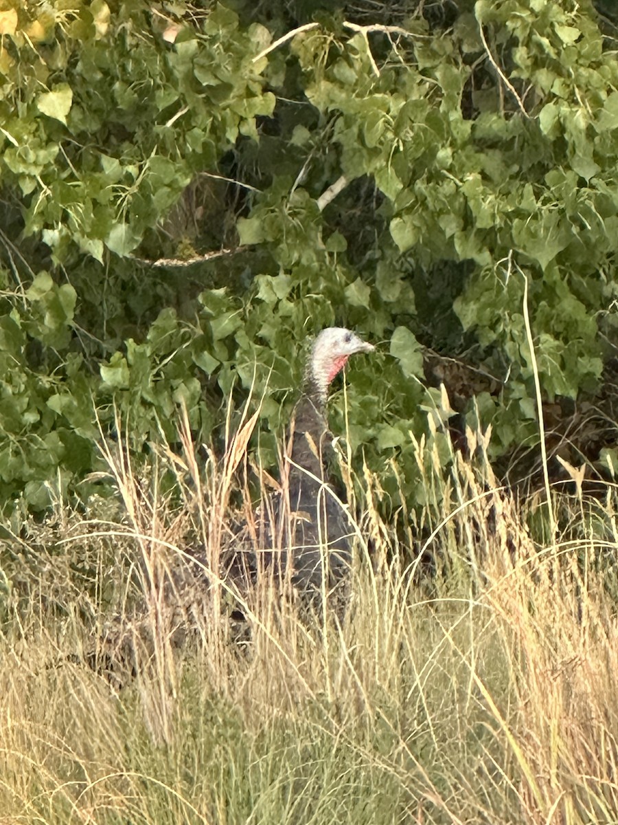 Wild Turkey - ML641295022