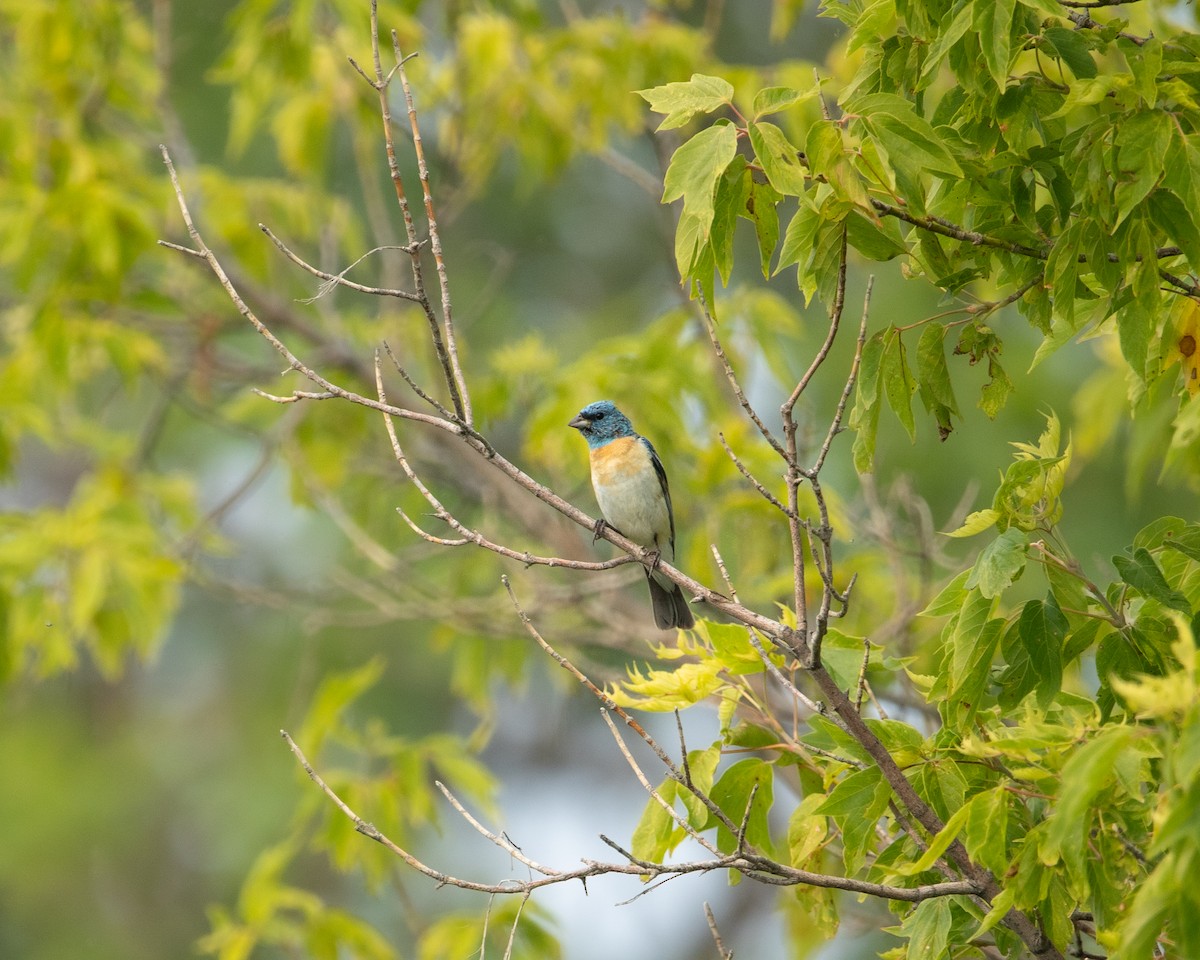 Lazuli Bunting - ML641295055