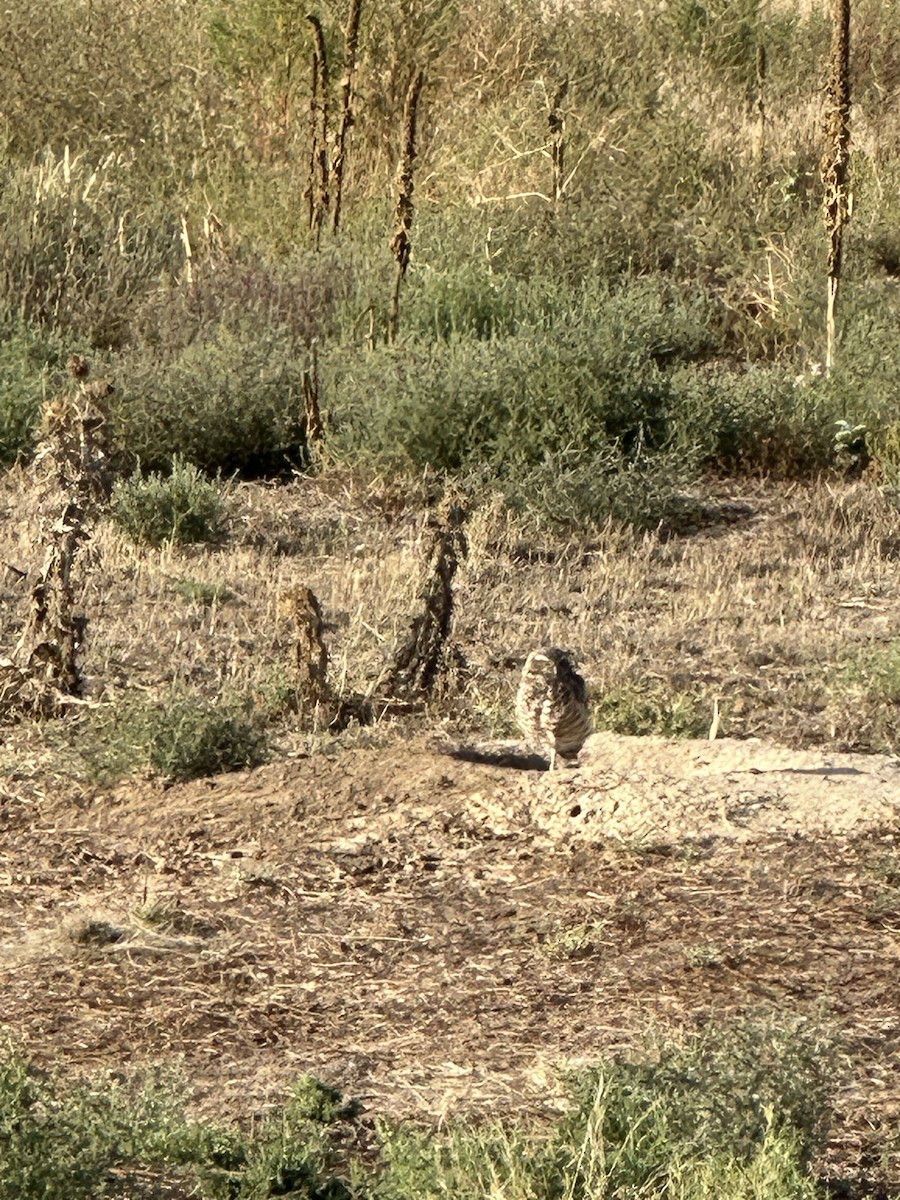 Burrowing Owl - ML641295065