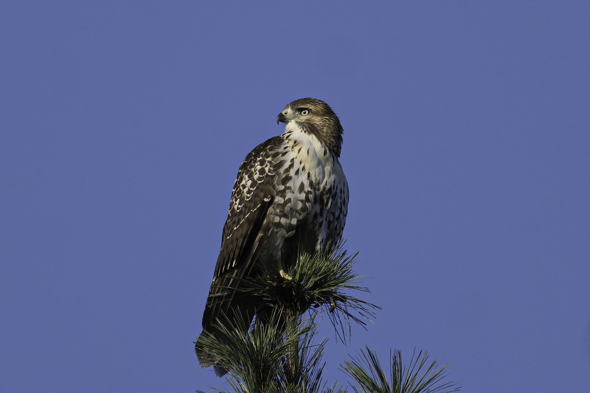 Red-tailed Hawk - ML641295075