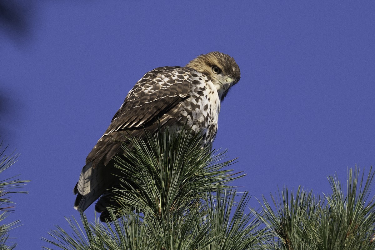 Red-tailed Hawk - ML641295076