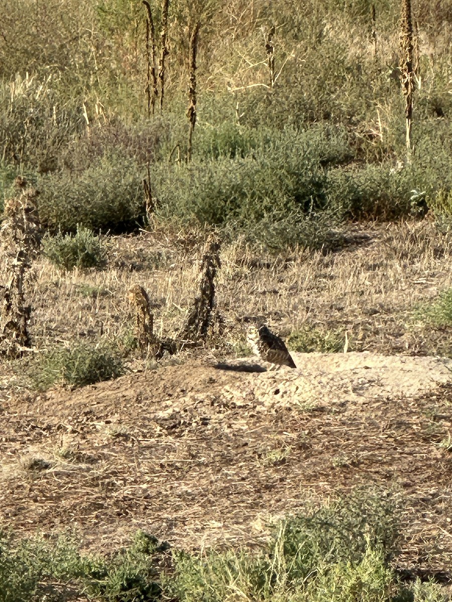 Burrowing Owl - ML641295081