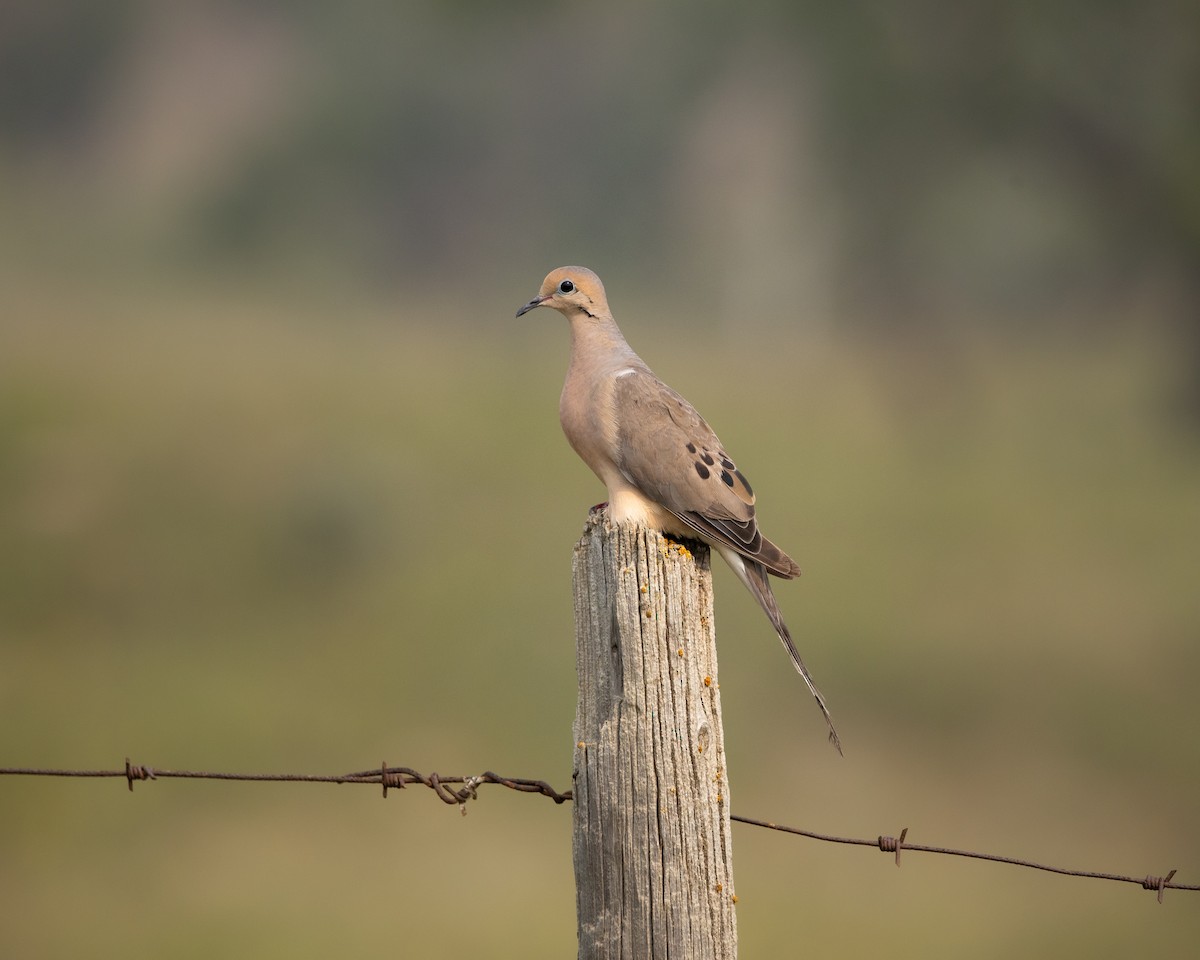 Mourning Dove - ML641295085