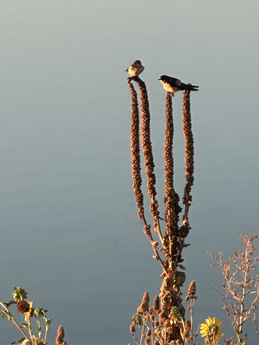 Barn Swallow - ML641295098