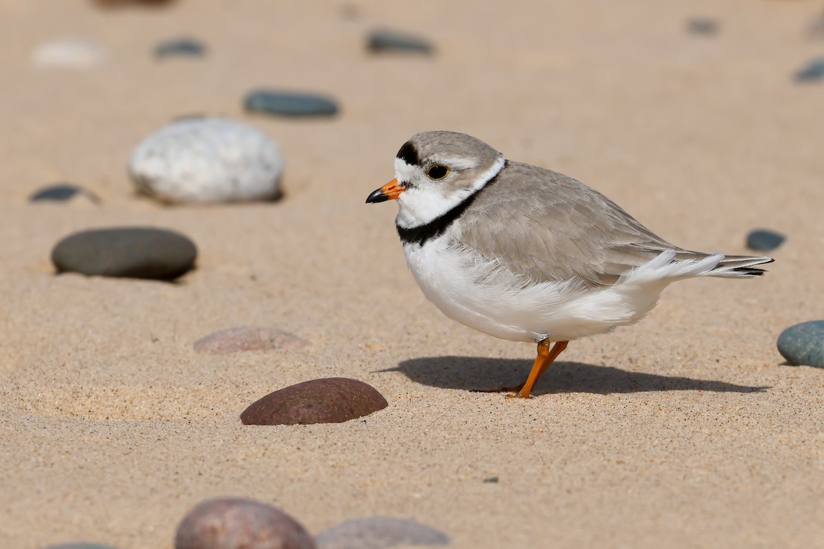 Piping Plover - ML641295114