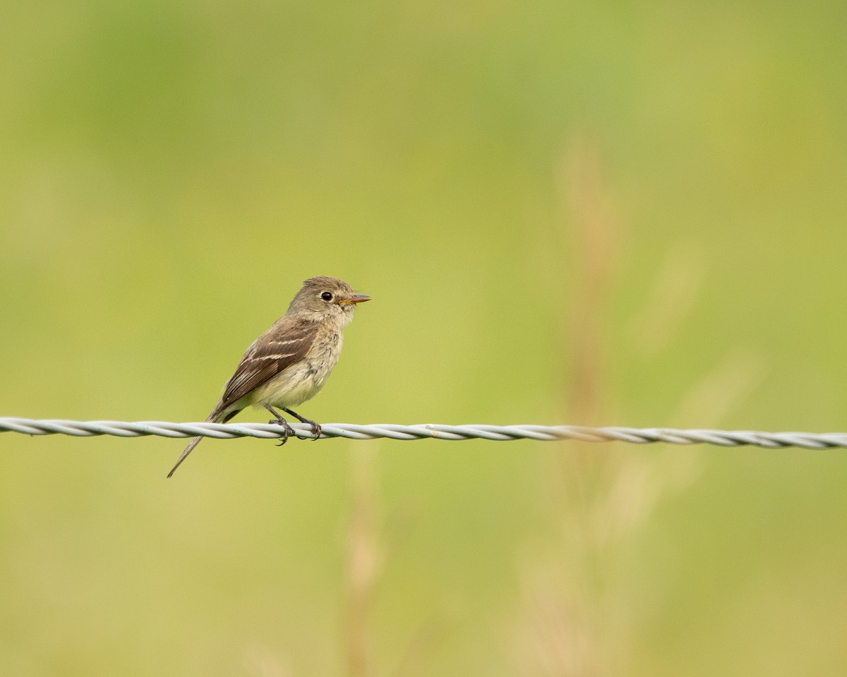 Least Flycatcher - ML641295135