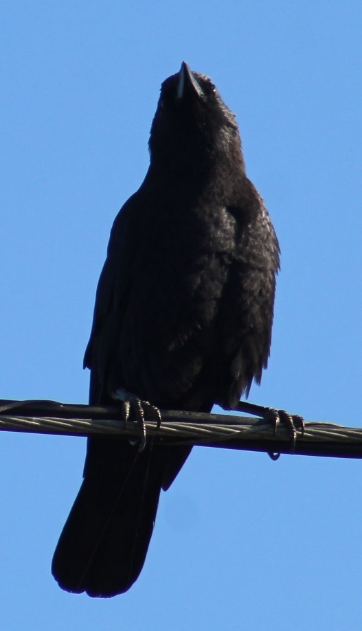 American Crow - ML641295139