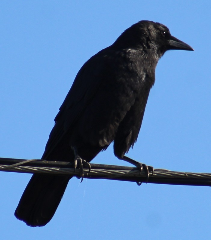 American Crow - ML641295140