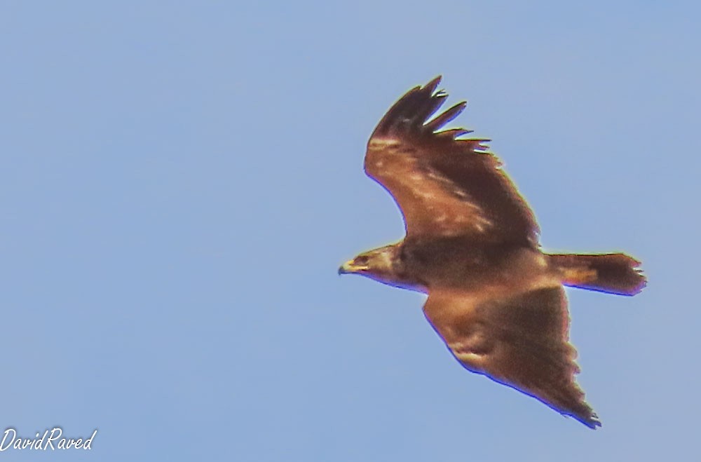 Schreiadler - ML641295146