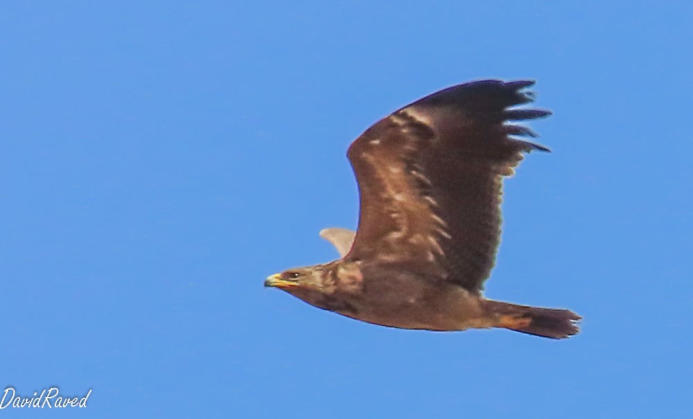 Schreiadler - ML641295156