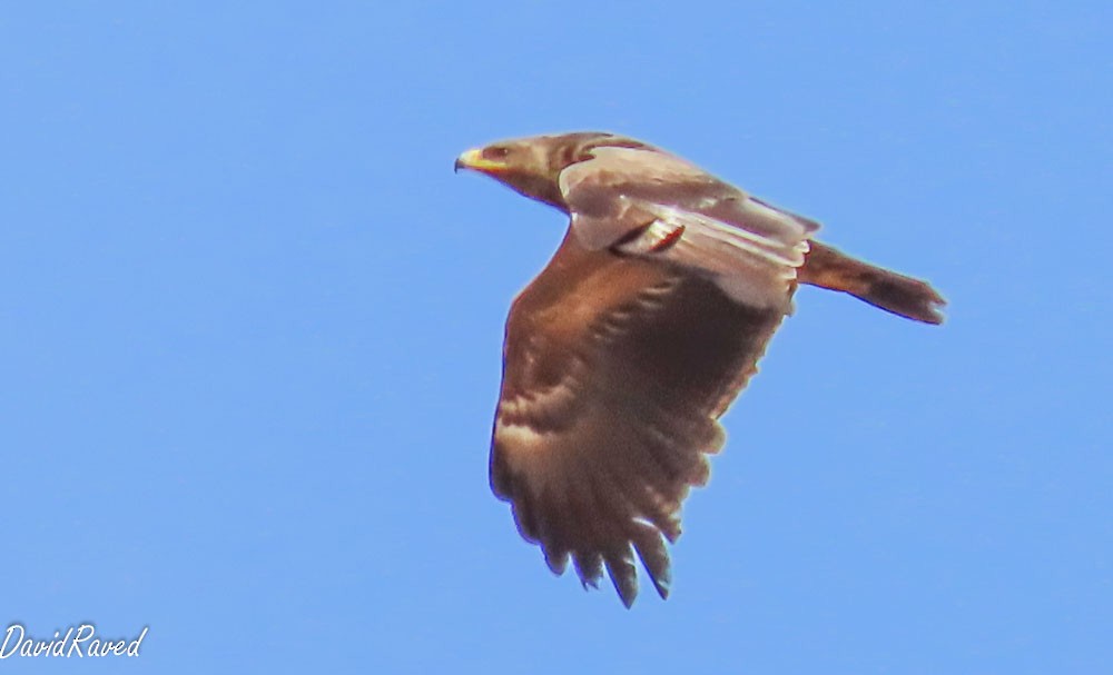 Schreiadler - ML641295167