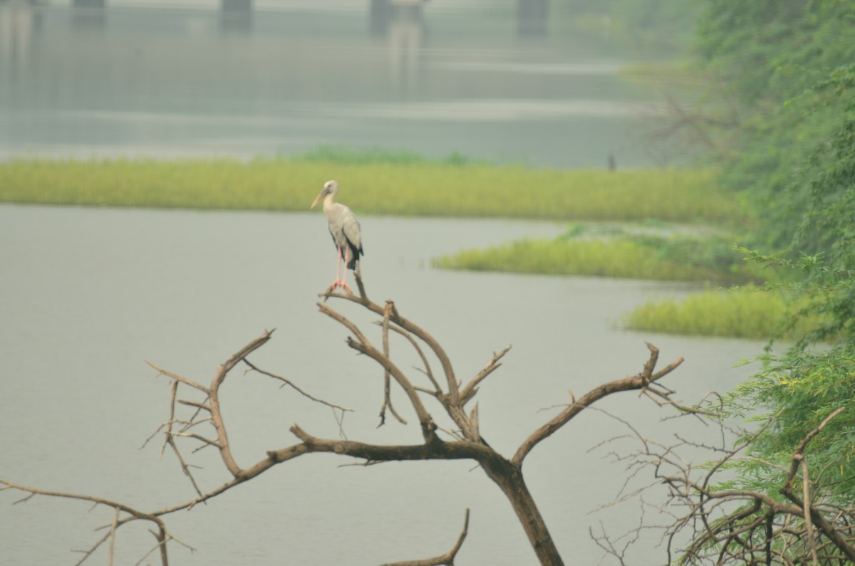 Asian Openbill - ML641295171