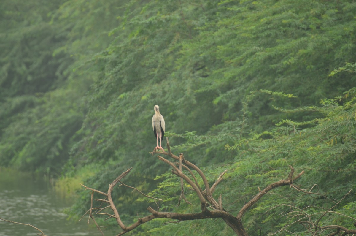 Asian Openbill - ML641295172