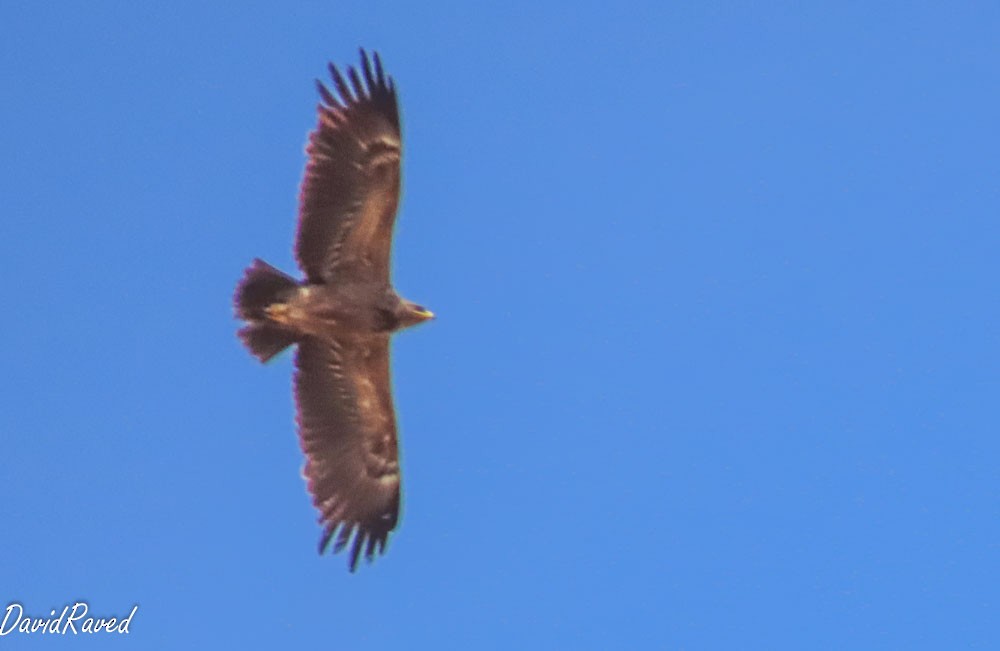 Schreiadler - ML641295175