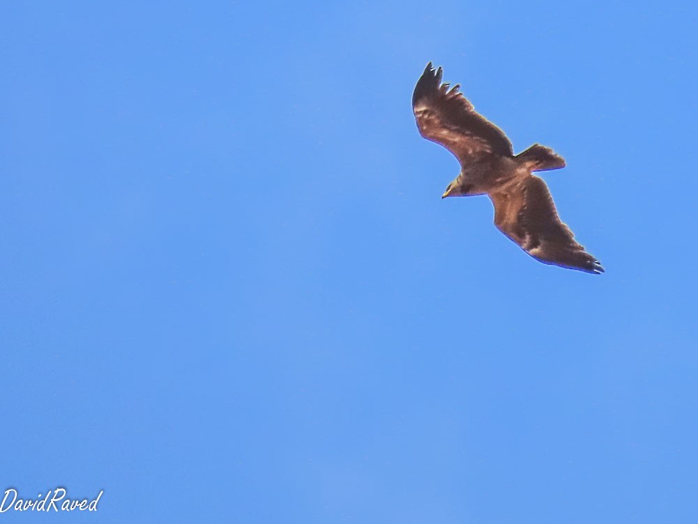 Schreiadler - ML641295188