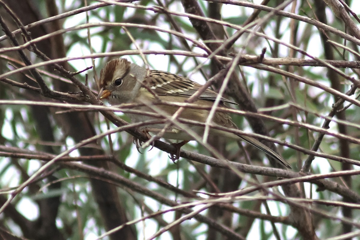 White-crowned Sparrow - ML641295217