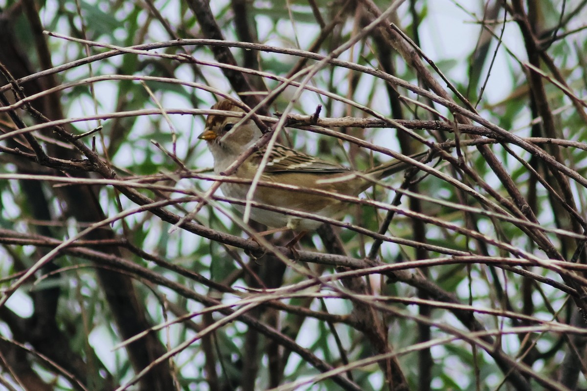 White-crowned Sparrow - ML641295218