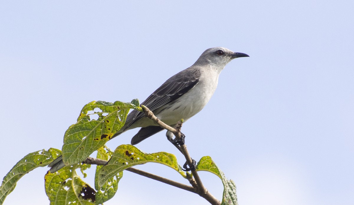 Tropical Mockingbird - ML641295222