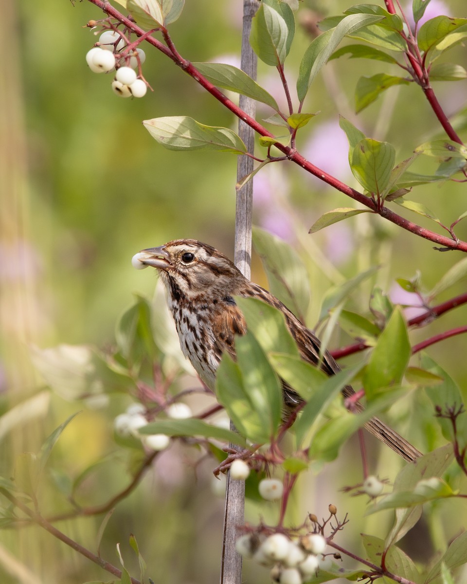 Song Sparrow - ML641295232