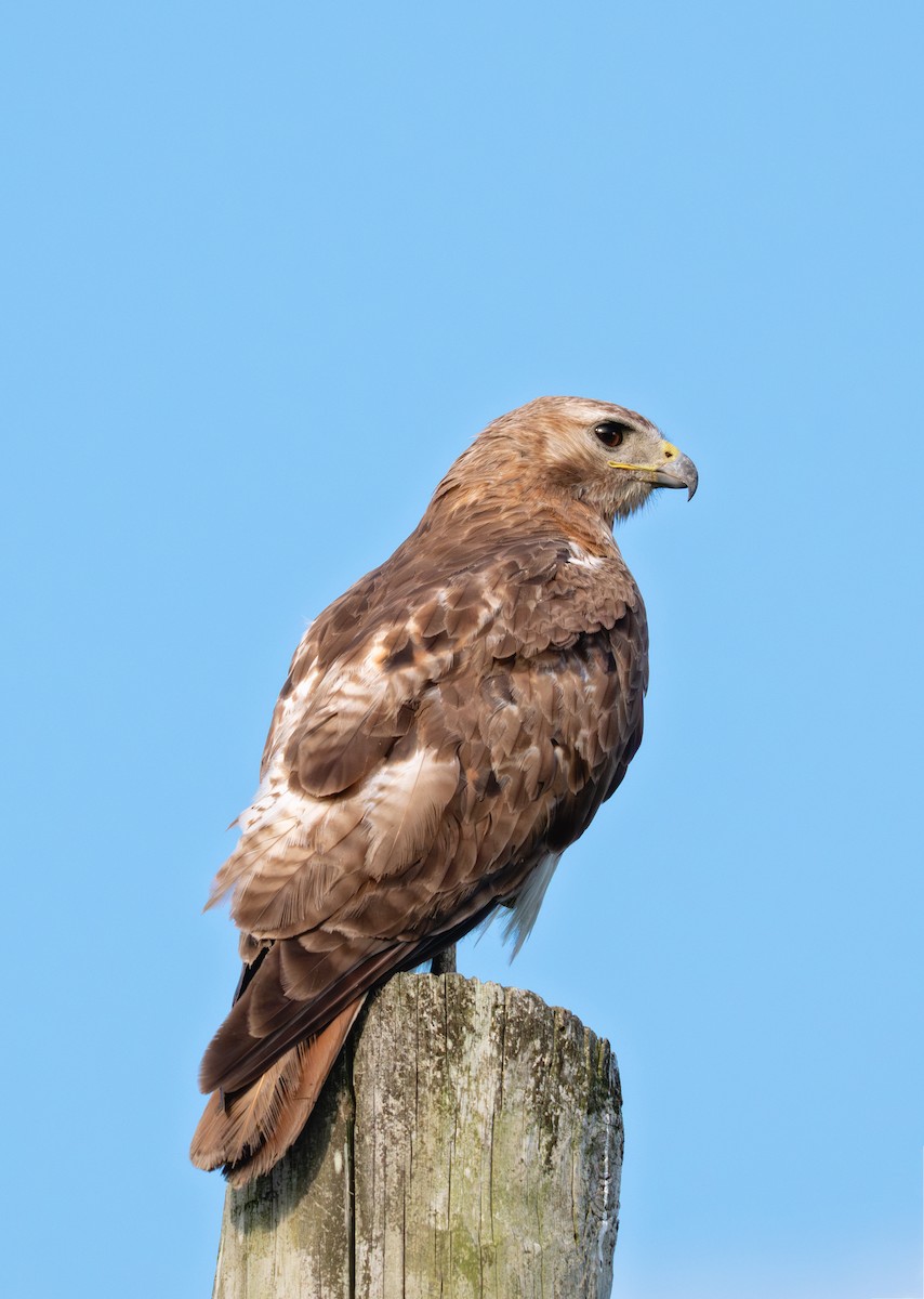 Red-tailed Hawk - ML641295246