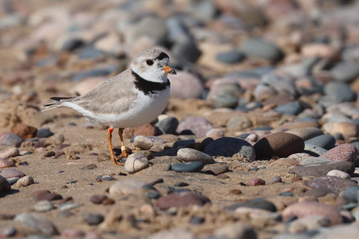Piping Plover - ML641295266