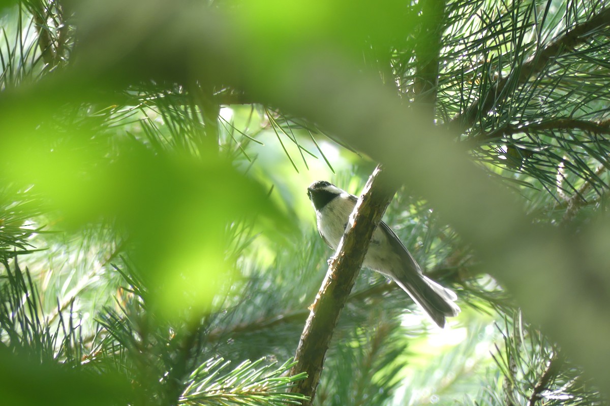 Schwarzkopfmeise - ML641295272