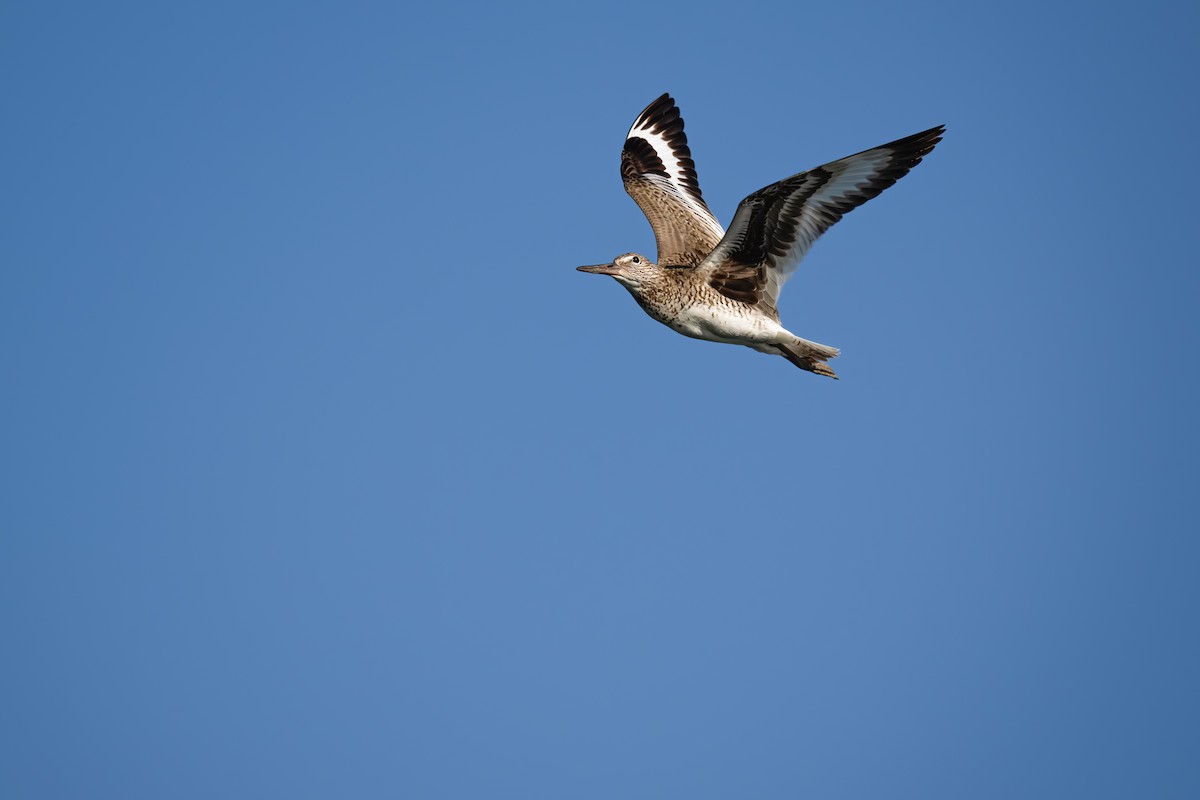 Willet - ML641295304