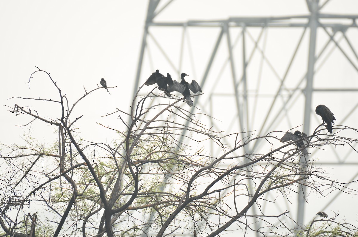 Little Cormorant - ML641295313