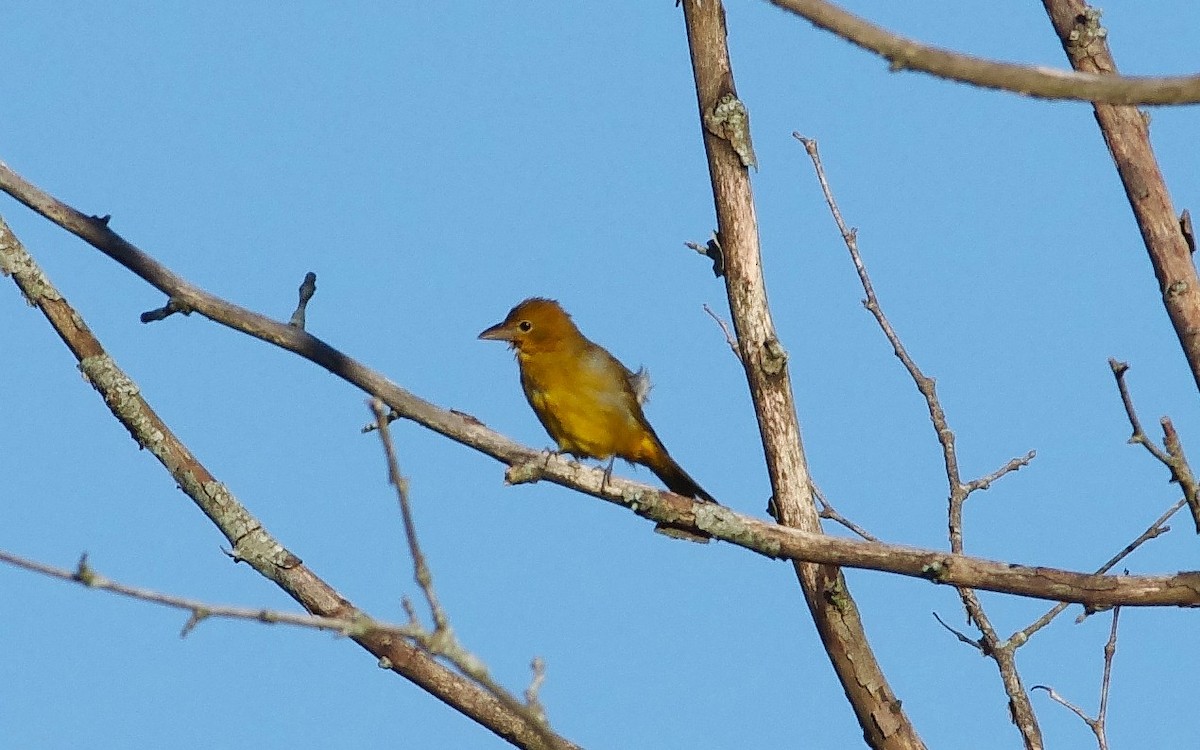 sommerpiranga - ML641295319