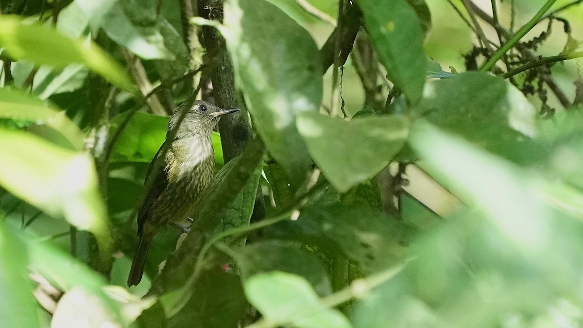 Olive-striped Flycatcher - ML641295337