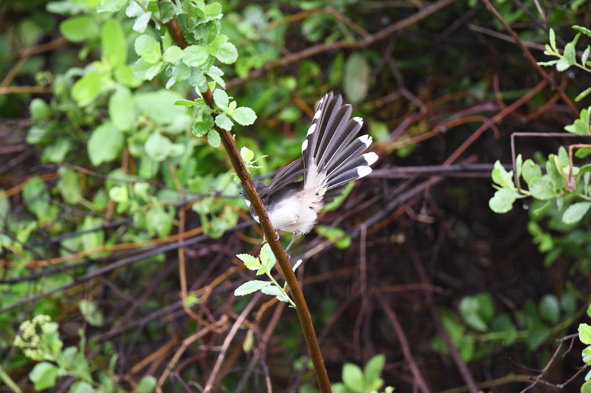 Malaysian Pied-Fantail - ML641295344