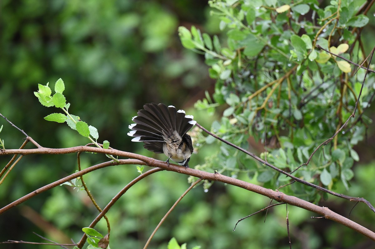 Malaysian Pied-Fantail - ML641295345