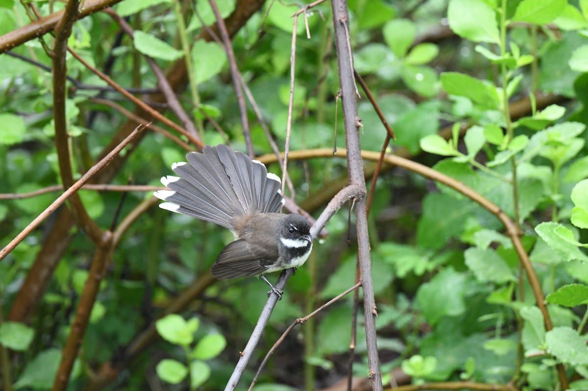 Malaysian Pied-Fantail - ML641295346