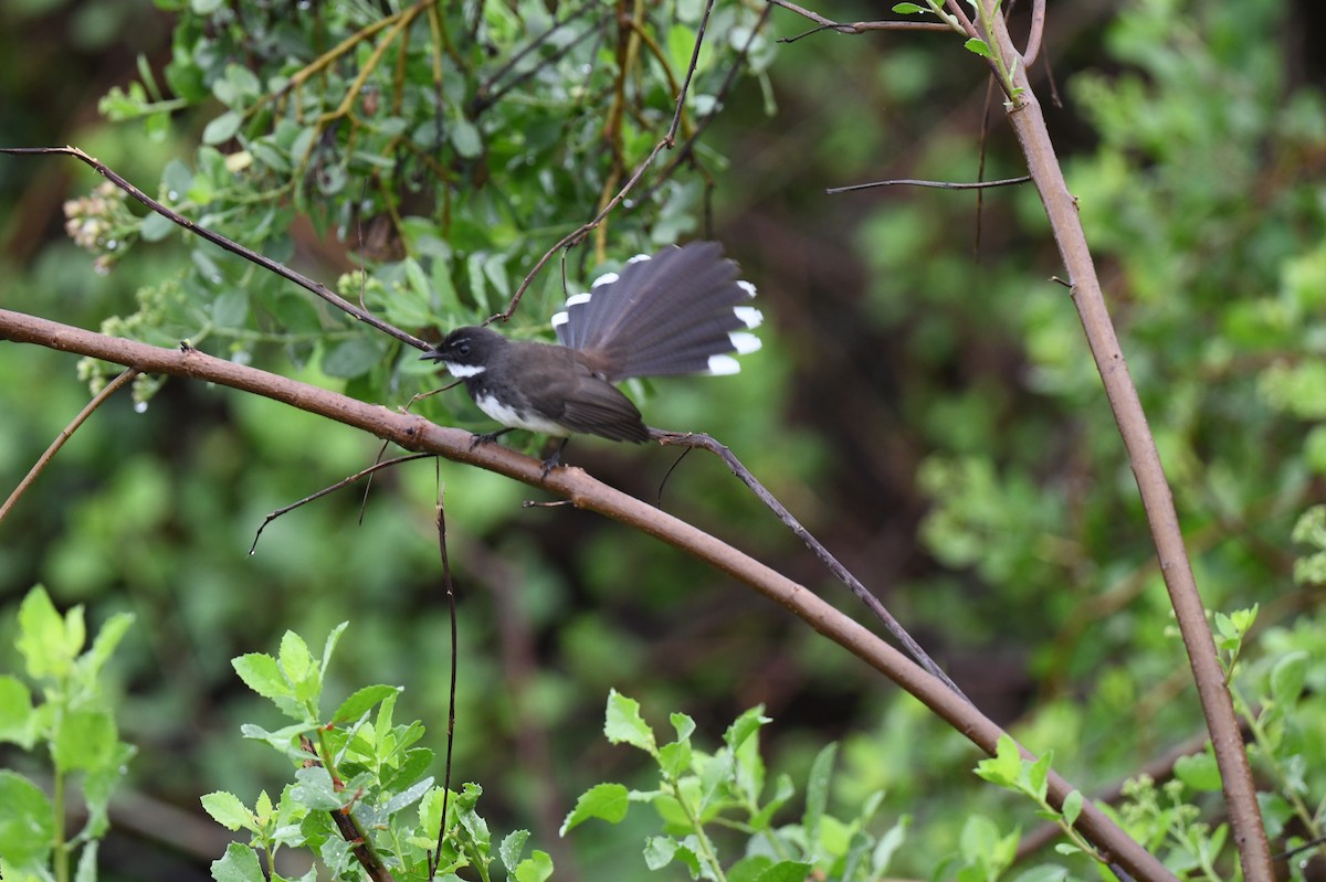 Malaysian Pied-Fantail - ML641295347