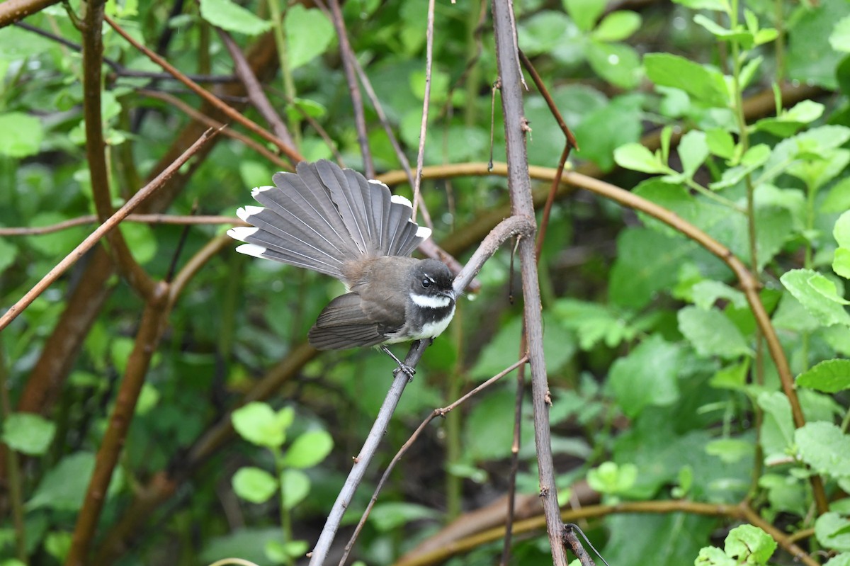 Malaysian Pied-Fantail - ML641295348