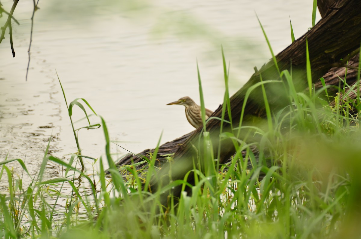 Indian Pond-Heron - ML641295354