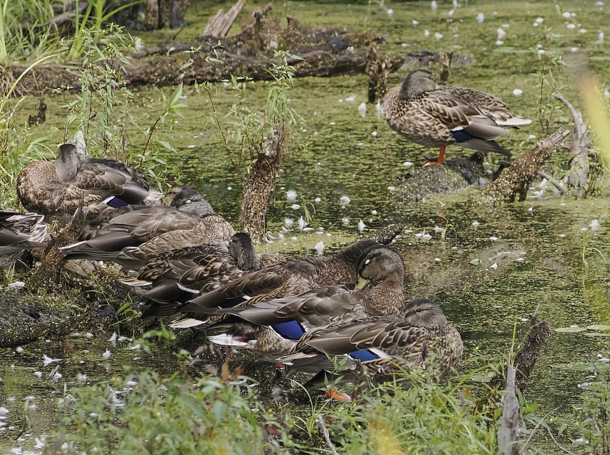 Mallard - ML641295360