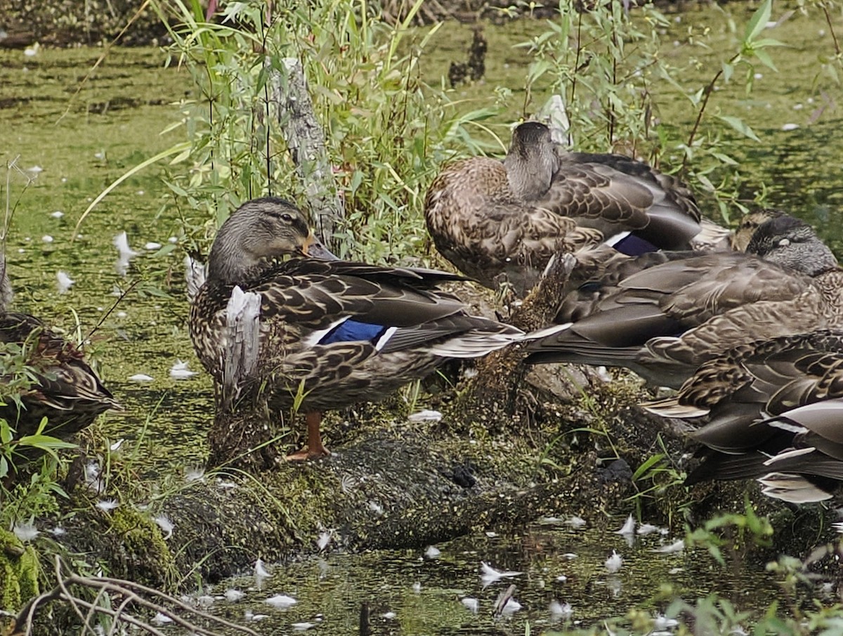 Mallard - ML641295364