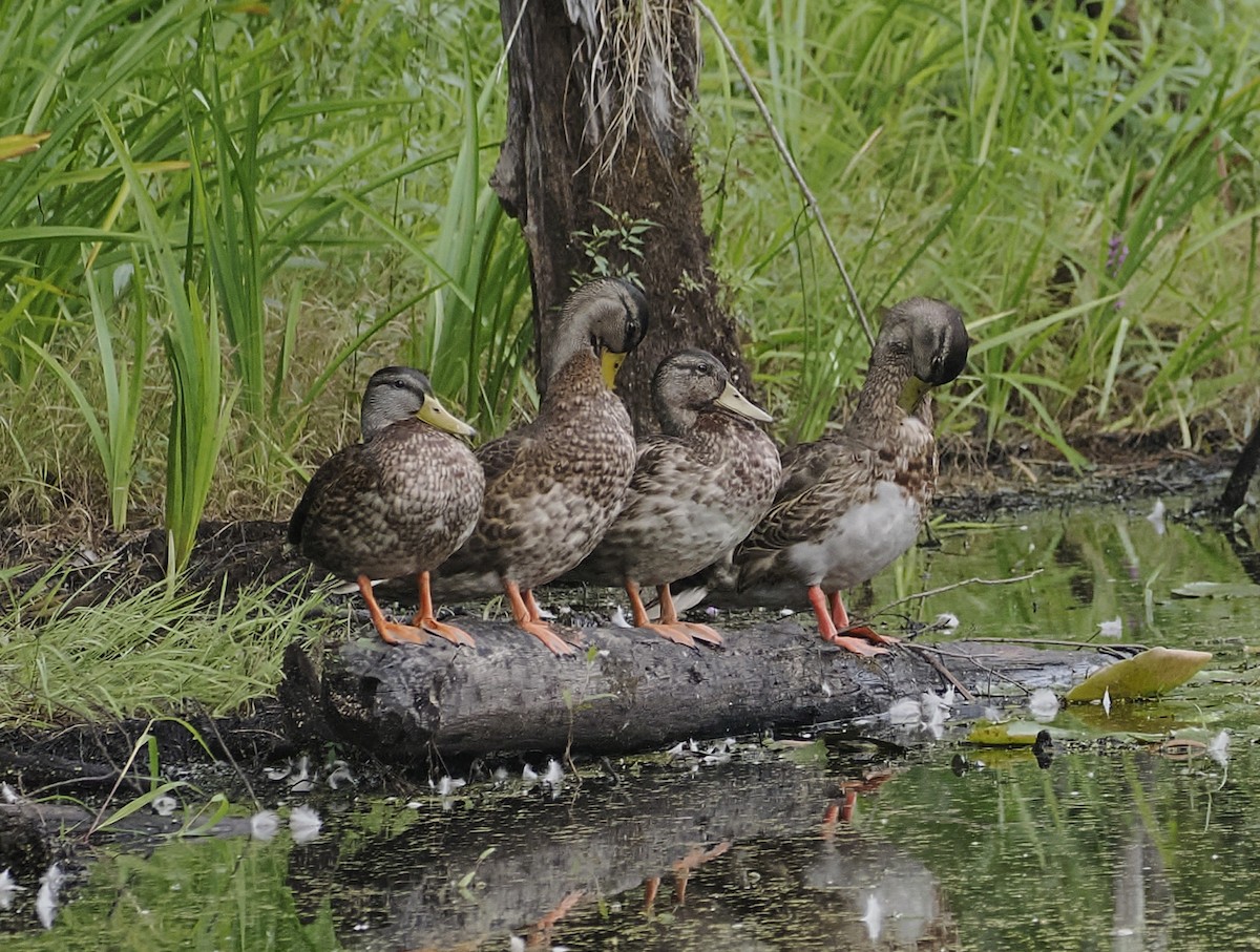 Mallard - ML641295365